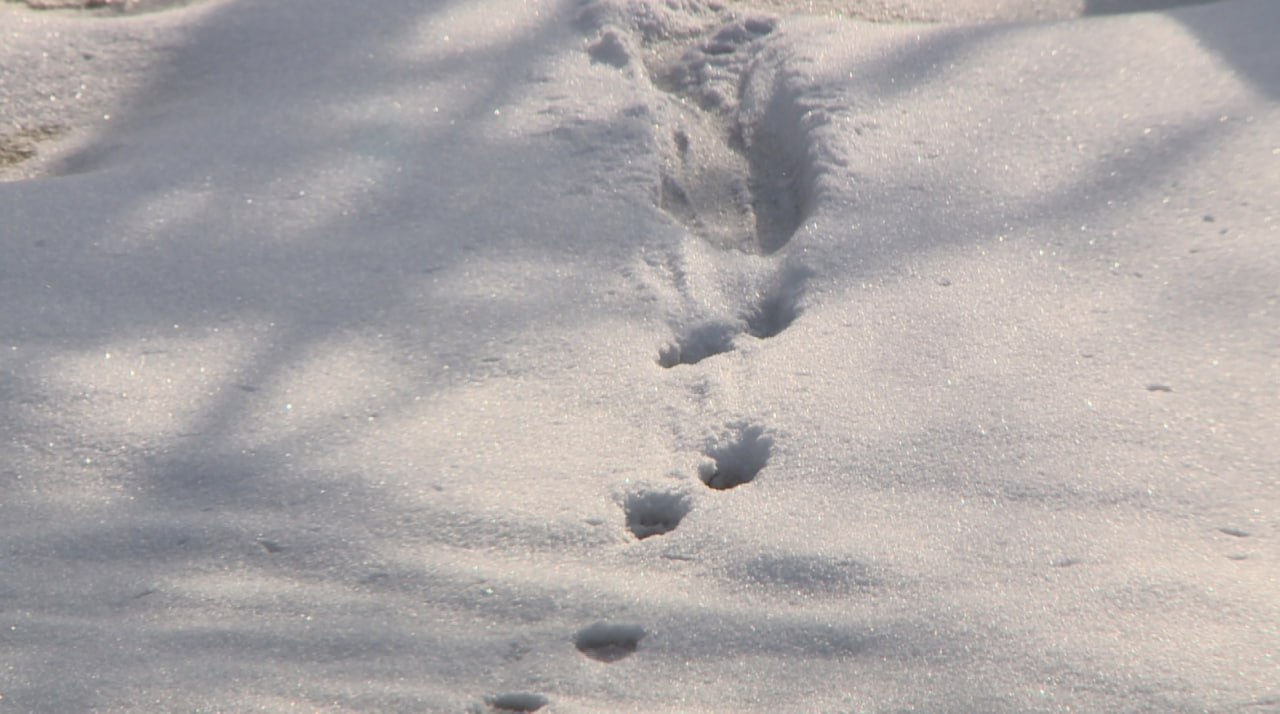 В регионе проходит учёт диких животных