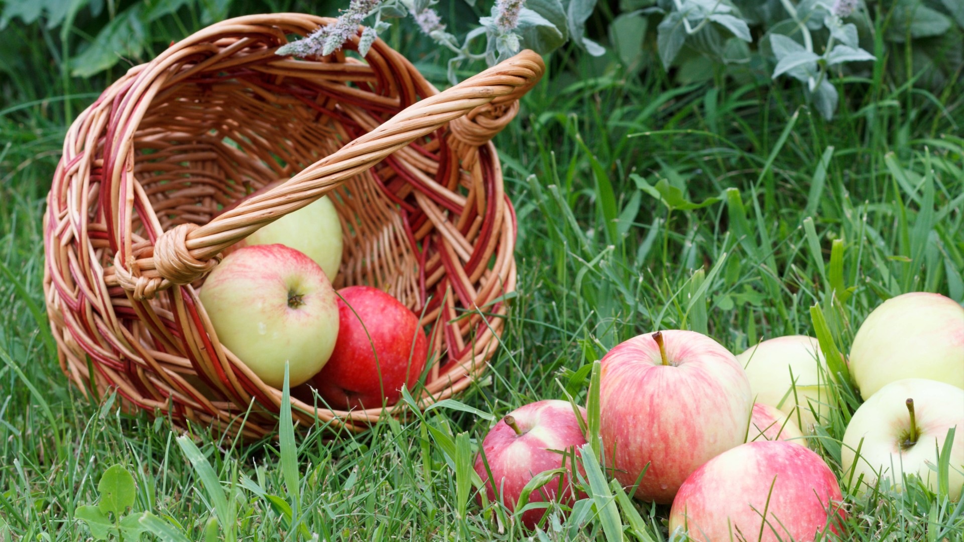 Из падалицы яблок на зиму заготовите кучу банок: пригодится для пирогов и шарлотки