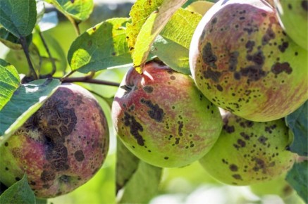 ��� �������� ����� �� �������: �������� ������ ��� ���������