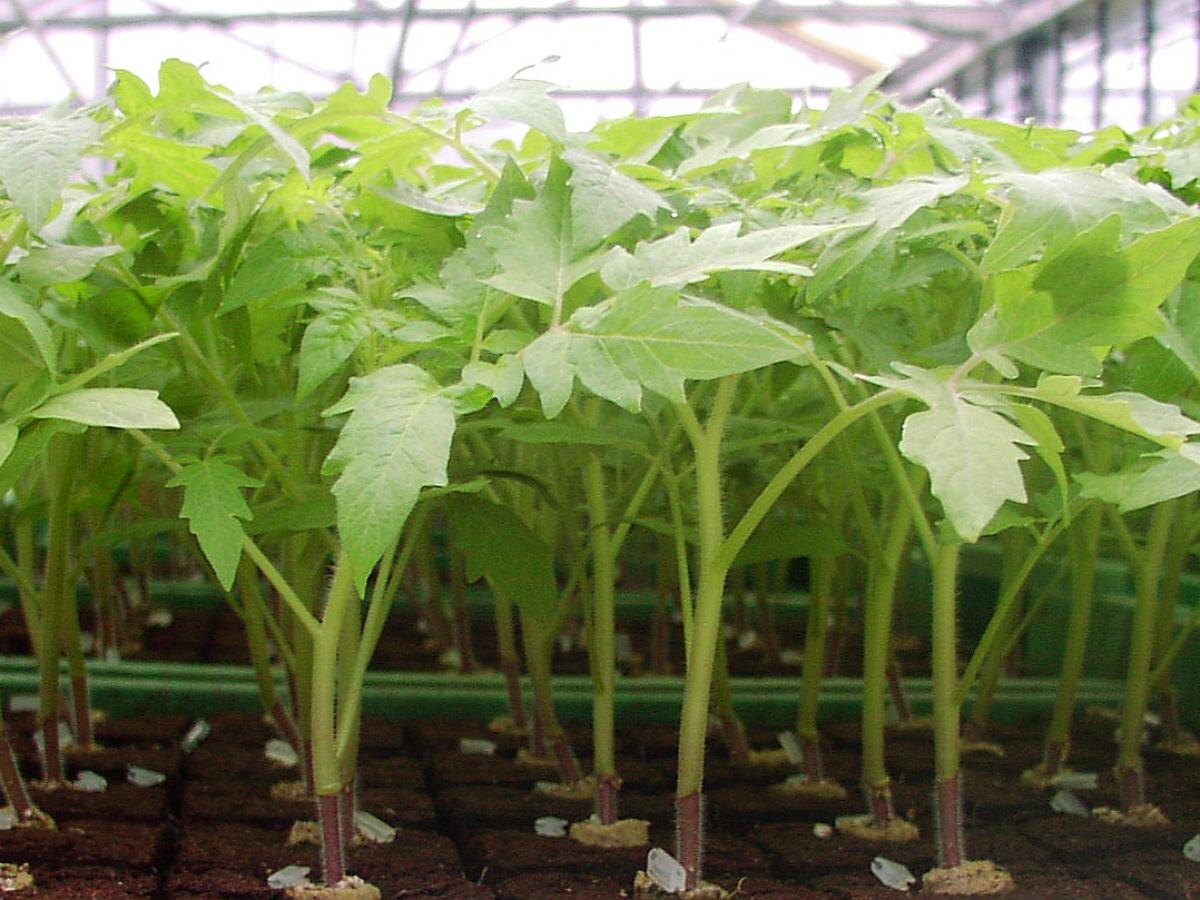 Используйте правильные подкормки для крепкой рассады: советы садоводов