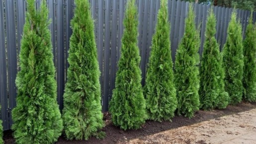 ��� ������� ������������ ����� �������� �� 3 ������: ������ ��� ���������-��������