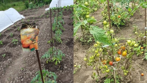 Как выбрать надежные оранжевые томаты: проверенные сорта и советы