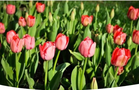 Тюльпаны Триумф: Как создать весенний цветочный шедевр в саду