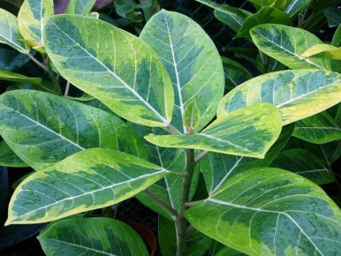 ��� ��������� ����� ��� �����: ������� ��������� �����������