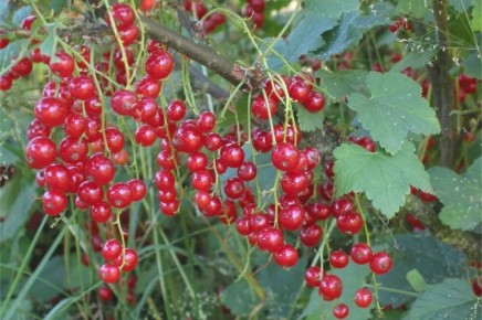 Как вырастить красную смородину: секреты успешного ухода