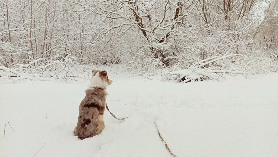 ��� ������� ��������. ������� ������ �� ������� �� ���������� ���������� ����