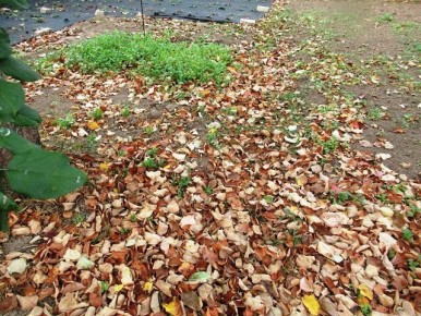 ��� ������� ������������ ������ � ������� ���� ������