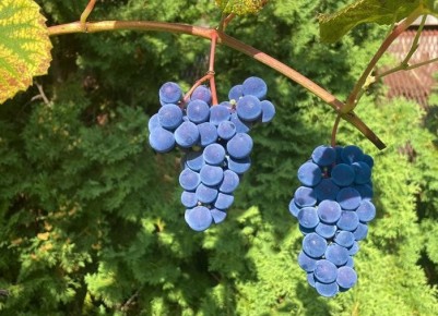 ��� ������� �������� ����� �������: ������ �� ��������������