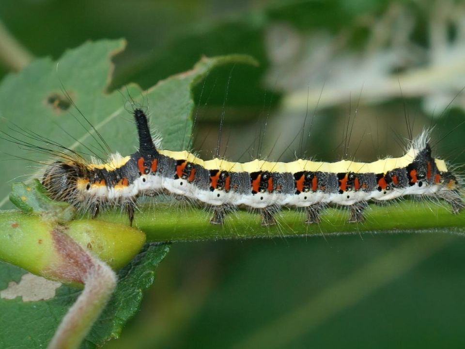 Натуральные методы защиты деревьев от гусениц: откройте для себя простые решения