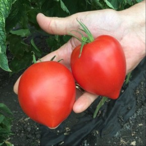 ����� �����: ����������� � ������� ��������� �����������