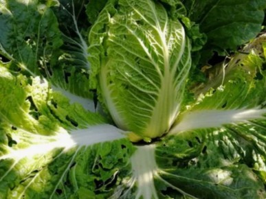 ��� ��������� ��������� ������ ��������� �������: ������ ������ � ���������������� ������