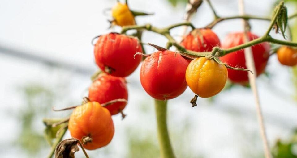 ���������� � �������: ��� ���������� � ���������� �������� � �������