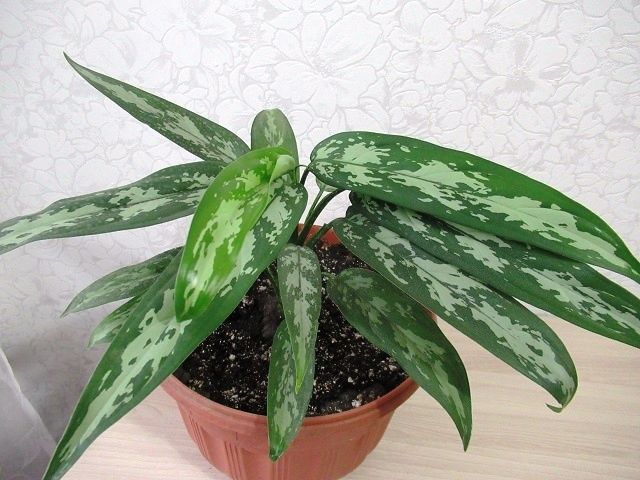 ���������: ��� �������� ����������� �������� � ����� �������