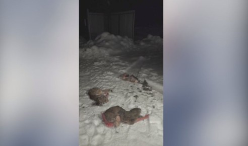 � ����������� ������ ���������� ���������� 11 ������