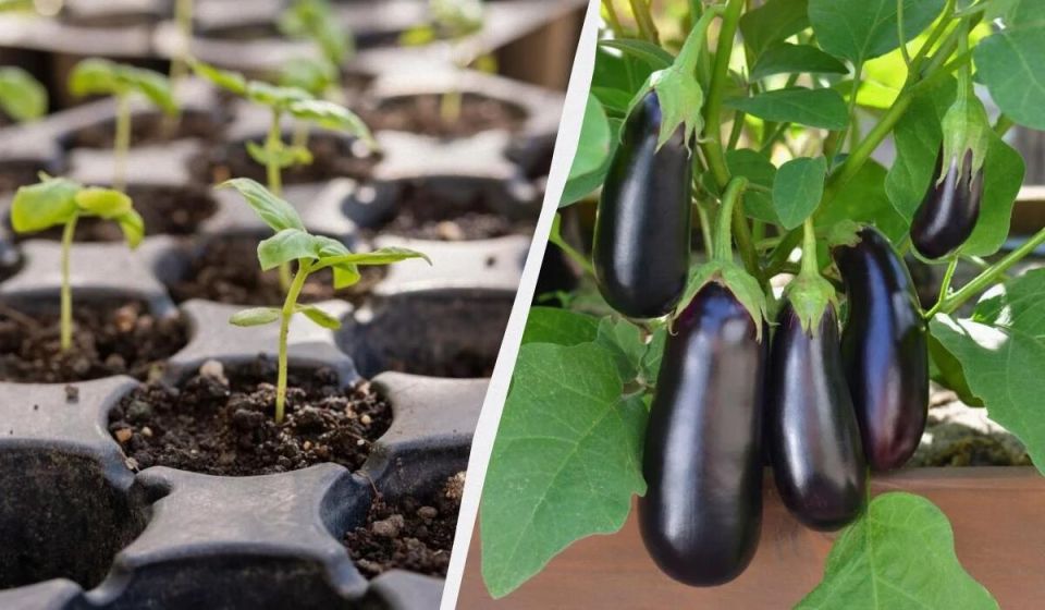 ����������� ����� ������ ����������: �������, ����� ������ � �������