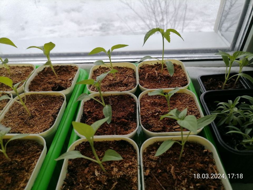 ��� ���������� � ������������ ��������: �������� ������ ��� ���������