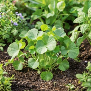 ������� ����� ������, ������� ����� ������� ������ ���� �� ���� ������