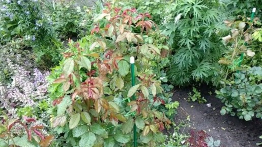 ������� ���� �� ������: ��� ����������� ����� ��� ��������� �������