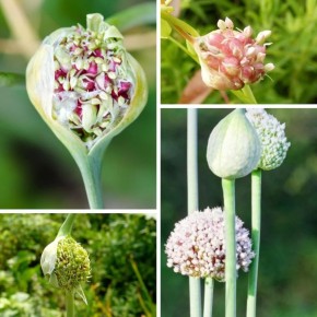 ����������� ����������� �������: ��� �������� ���������������� ������