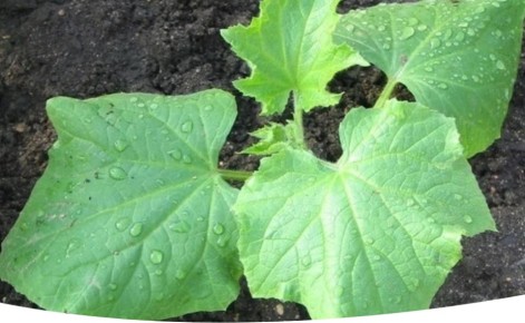 ��� ��������� ������� ������: ������� ��������� �������