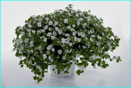 ���������� ������: ���� � ���������� � ����������� �������