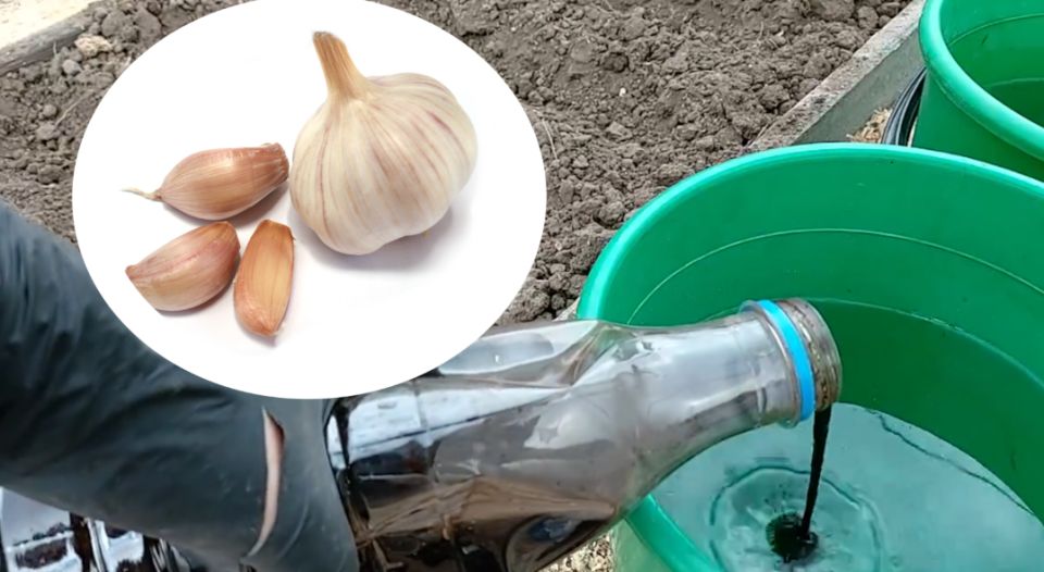 ������� �������� ������� ������� �������