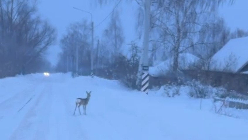 12 февраля селе Городковичи Спасского округа жители сняли на видео необычного гостя – детеныша косули
