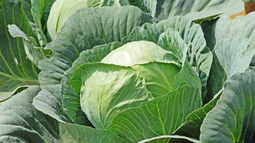 ��� ��������� ������� ��� �����: ������� ����������� ���������