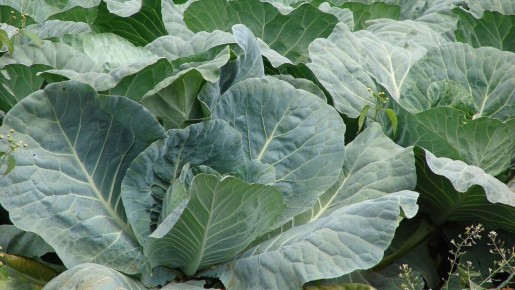 ��� �������� ������� �� ����: ������ � �������� �����������