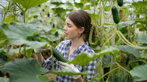 Как избежать потерь урожая огурцов: секреты успешного ухода