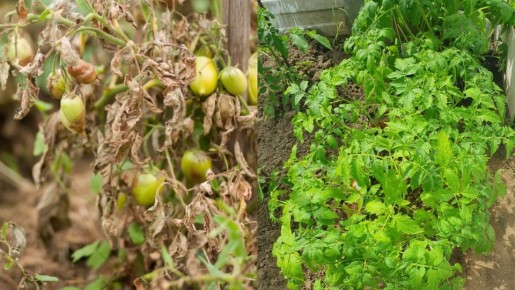 Секреты успешного урожая: неприхотливые томаты, которые стоит выбирать