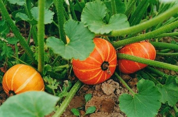 Как вырастить сладкую тыкву: три простых совета для дачников