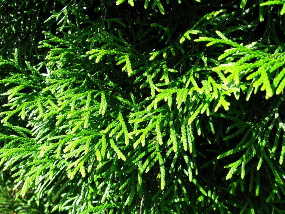 ��� � ����: ��� ����� �����, ������ ��� ������