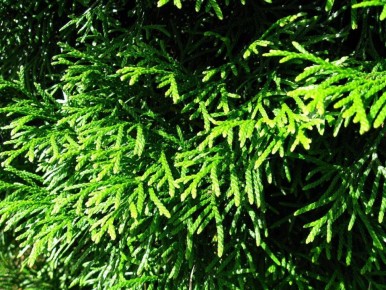 Туи у дома: что нужно знать, прежде чем сажать