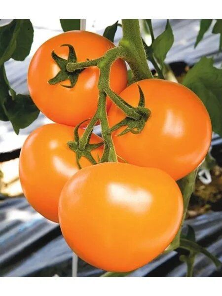 ����� �.�.: ������ � ������� �������� � ��� ��������� ��������� � ������� ������