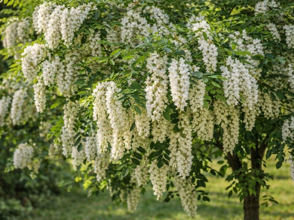 ������, ������� ������� ��� ��� ��� ������ ������