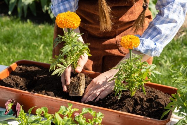 Цветы, которые прощают ошибки: выберите идеальную рассаду для своего сада