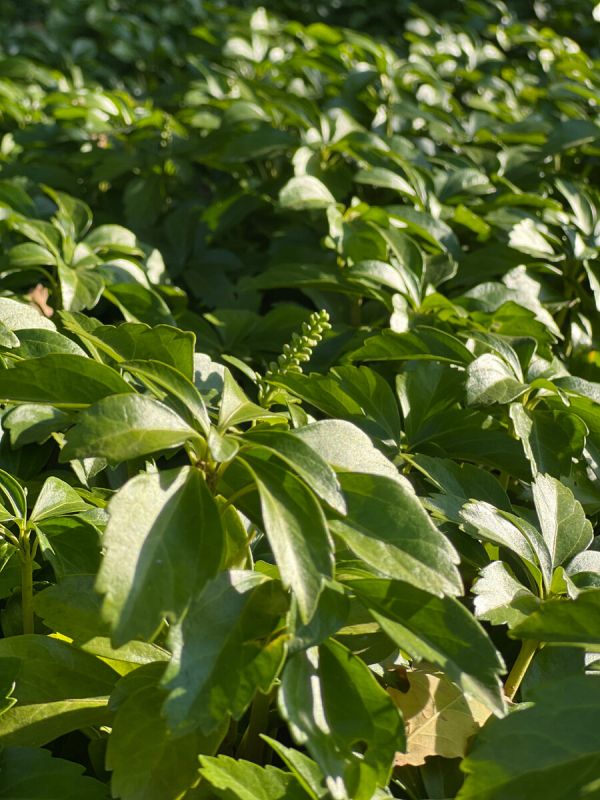 ���������� �����������: ��� ������� ������� ����� � ����� ����