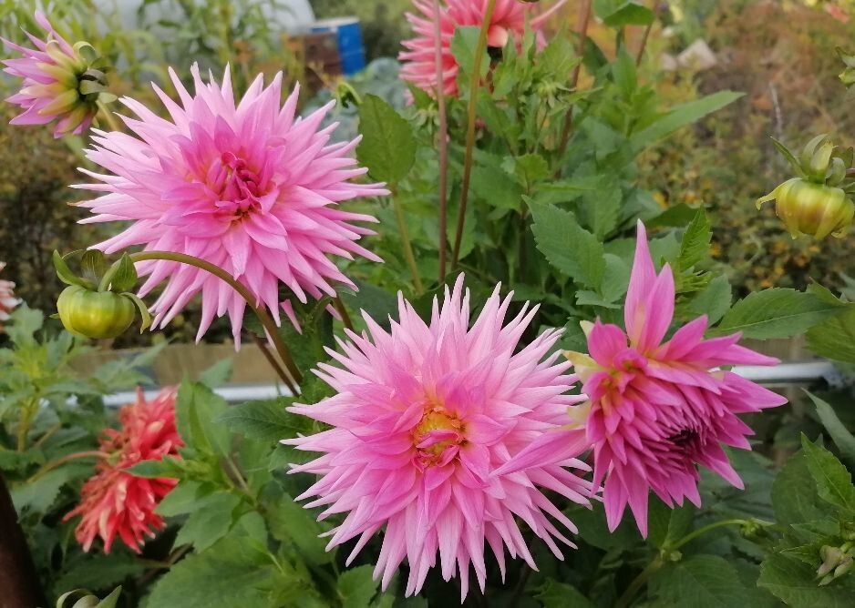 ��� ��������� ������� ������ ������� �����: ������� � ������