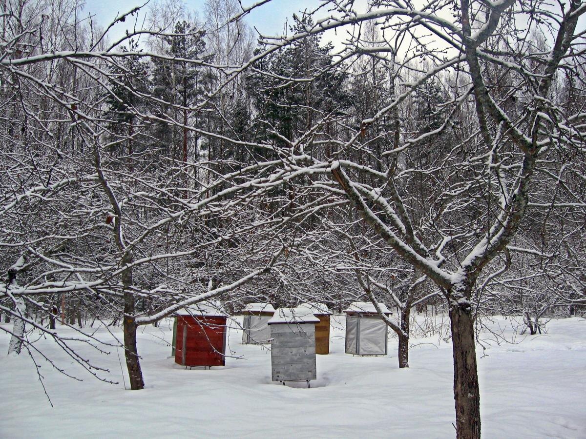 Как подготовить улей к зиме: советы от эксперта