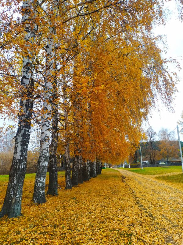 ���������� �����: ��� ����������� ������� �����������