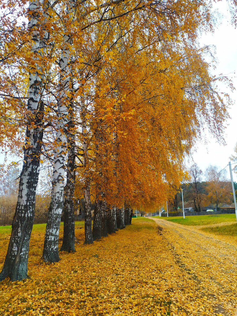 Очарование осени: как деревенская природа вдохновляет