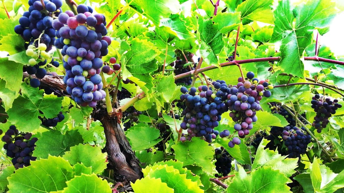 Секреты успешного виноградарства: практический опыт от дачников