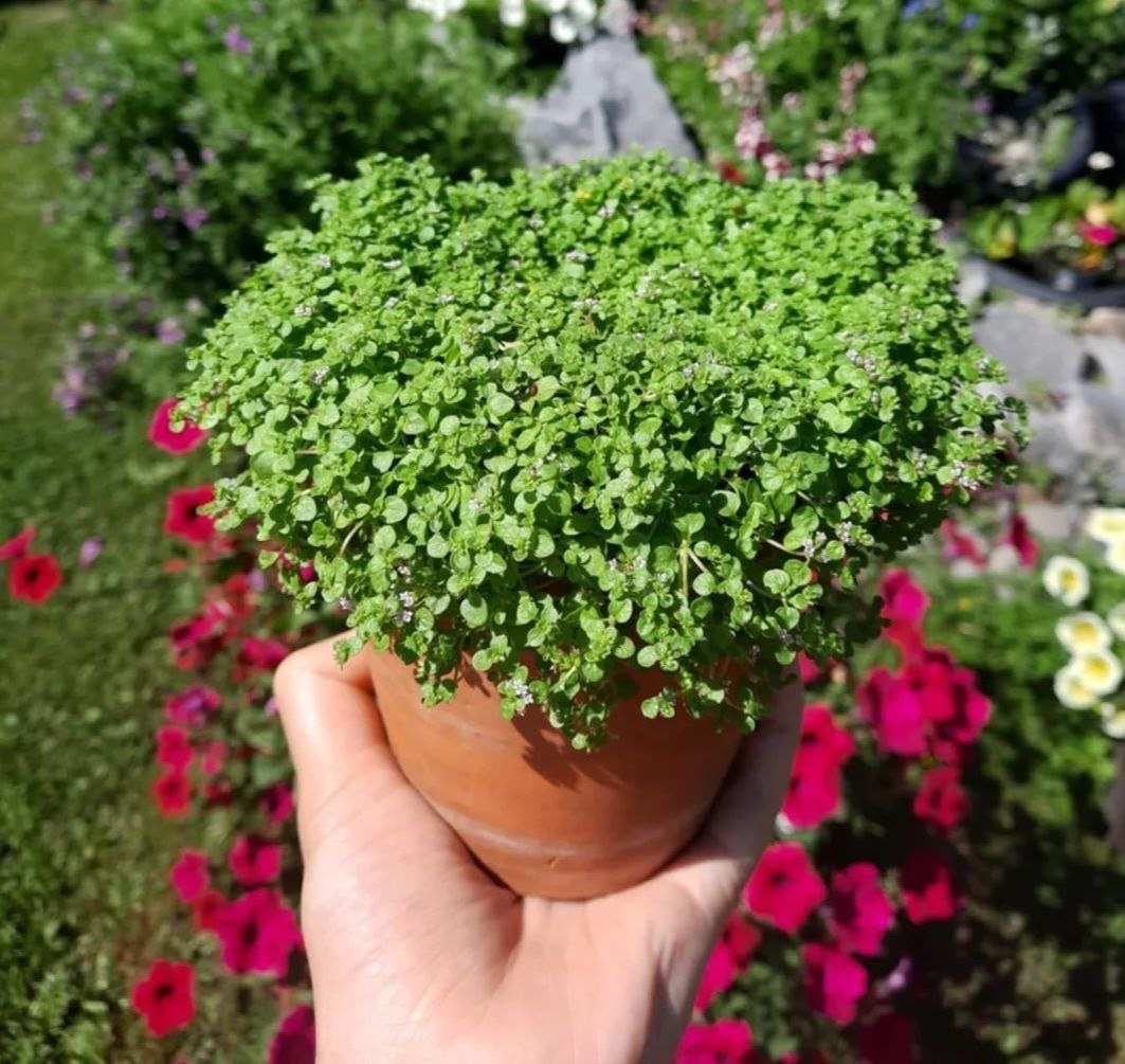 Миниминт: Идеальное Решение Для Вашего Дома И Сада