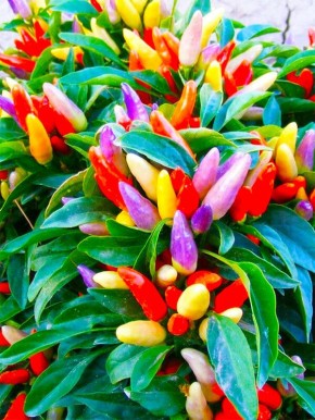 Яркие плоды на вашем подоконнике: Перец балконно-комнатный «Фиеста»