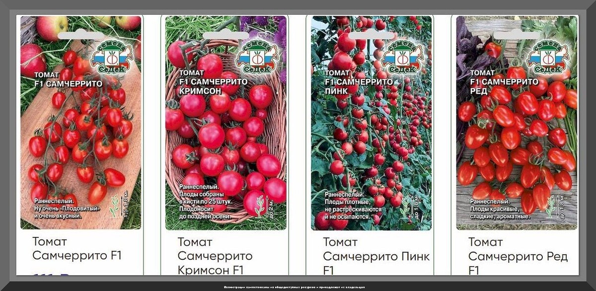 Топ-25 томатов: что выбрать для теплицы и открытого грунта