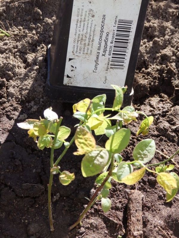 ��� �������� ������ �����: ������� � ������