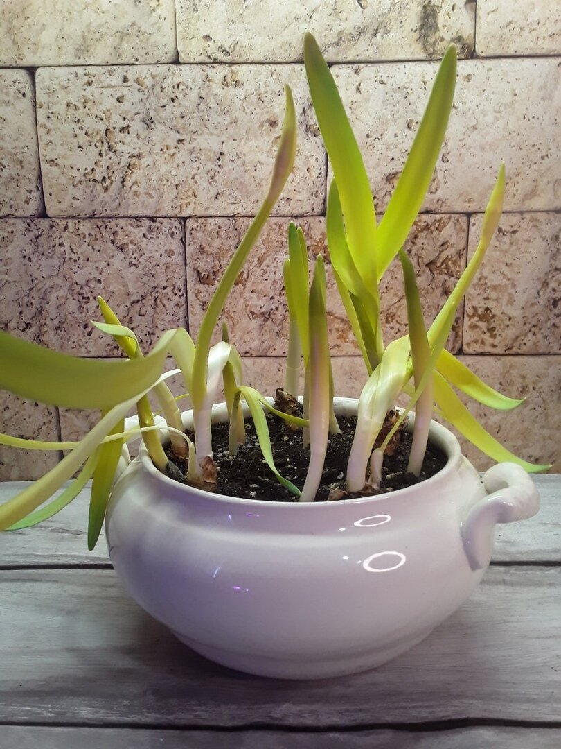 Тюльпаны в зимнем цветении: как выгонка превращает луковицы в цветочные шедевры