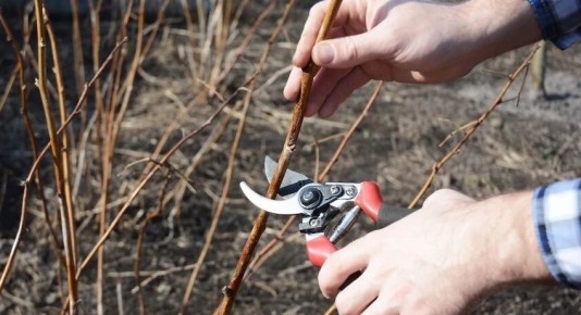 Весенние секреты обрезки ягодников для богатого урожая