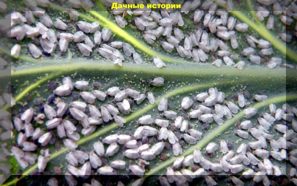 ��� ���������� �������� � ����������� � ������� ������